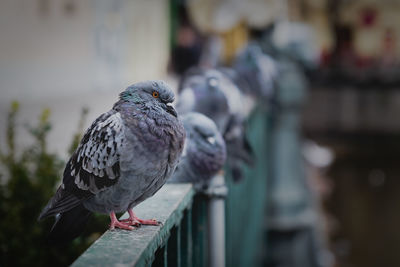 Close-up of pigeon perching on railing