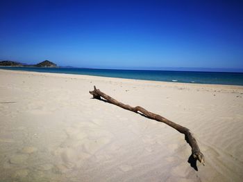 Driftwood on beach against clear blue sky