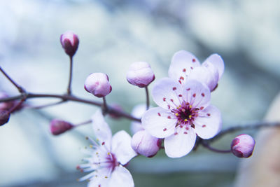 Close-up of pink cherry blossoms in spring