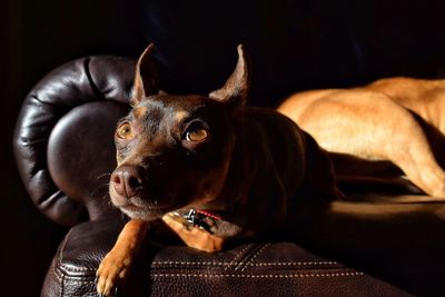 Close-up of dog sitting