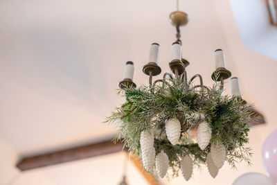 Close-up of potted plant on table