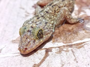 Close-up of a house lizard