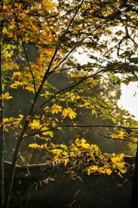Autumn leaves on tree trunk