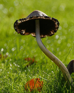 Close-up of ink cap mushroom growing on grass with morning dew