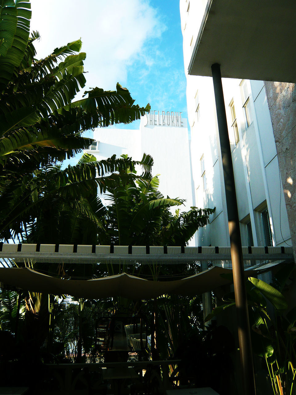 LOW ANGLE VIEW OF PALM TREES