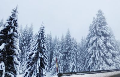 Pine trees in forest against sky during winter