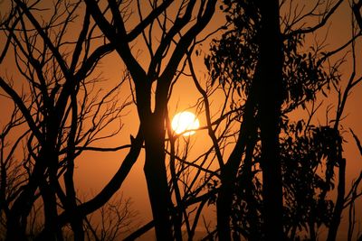 Silhouette of trees at sunset