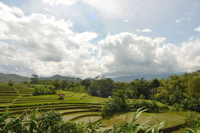 Scenic view of agricultural field against sky