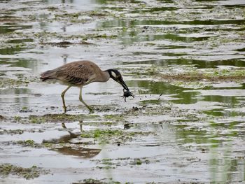 Side view of bird on lake