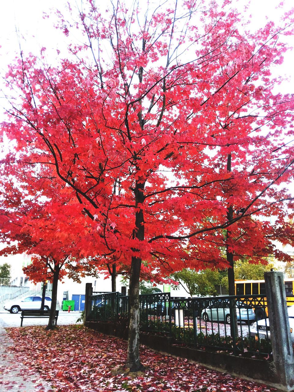 tree, autumn, season, change, beauty in nature, branch, growth, red, nature, tranquility, park - man made space, tranquil scene, leaf, scenics, day, footpath, railing, fence, outdoors, sky