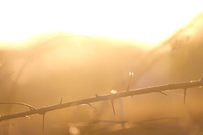 Close-up of fence during sunset