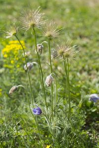 Close-up of purple flowering plant on field