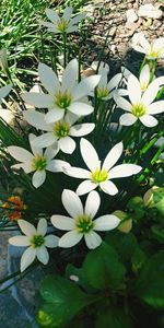 Close-up of white flowers blooming outdoors