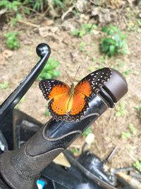 Close-up of butterfly