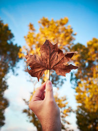 Cropped image of person holding maple leaf