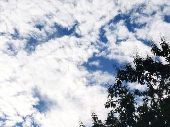 Low angle view of trees against sky