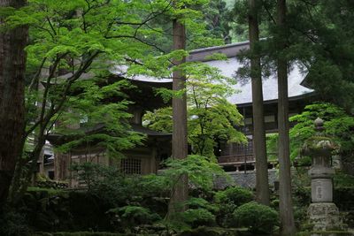 Trees in park