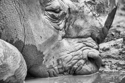 Close-up of rhino in zoo