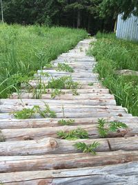 Walkway amidst trees