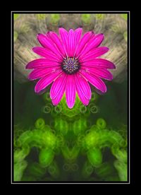 Close-up of pink flower