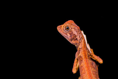 Close-up of lizard against black background