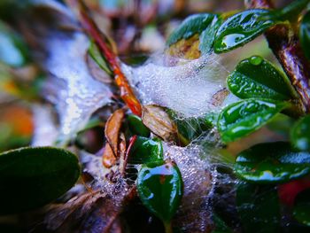 Close-up of wet leaves