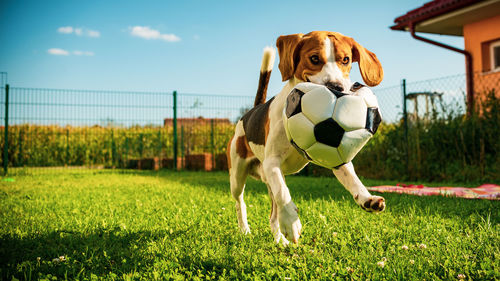 View of a dog with soccer ball on field