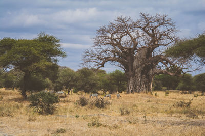 Trees on field in forest against sky