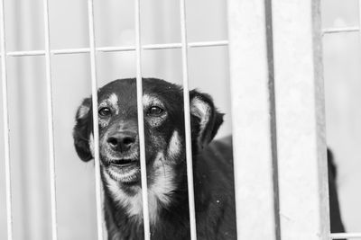 Portrait of dog in cage