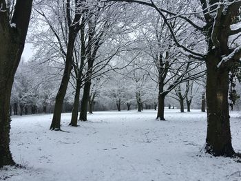 Bare trees on snow covered landscape