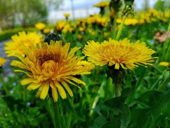 Close-up of yellow flowering plant