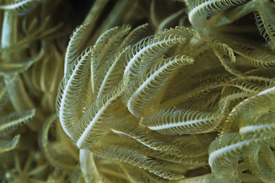 Pules coral (anthelia sp.), a type of soft coral, madagascar.