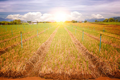 Scenic view of agricultural field against sky