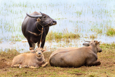 View of cattle resting by water