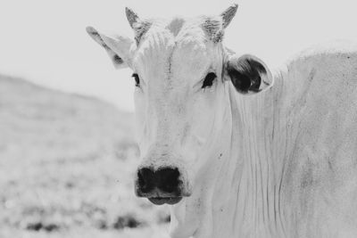 animal