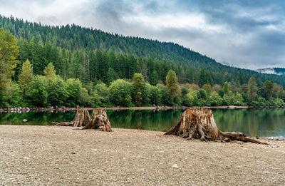 A view of tree stumps along the shore at rattlesnake lake in north bend, washington.