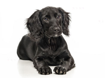 Portrait of dog sitting against white background
