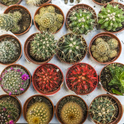 Full frame shot of potted plants