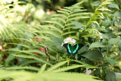 Close-up of green flowers growing on plant