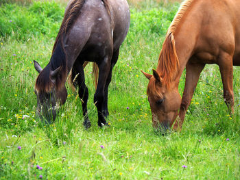 Horses grazing in a field