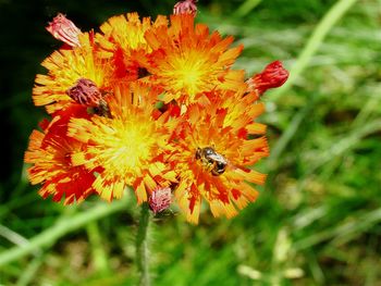 Close-up of honey bee on red flower