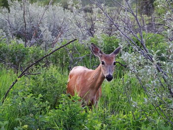 Portrait of horse in forest