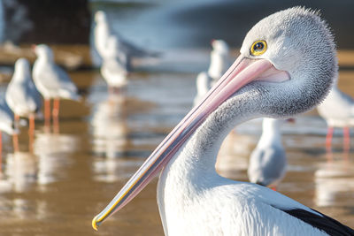 Close-up of pelican against blurred background