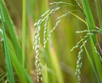 Close-up of wheat growing on plant