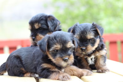 Portrait of cute puppy relaxing outdoors