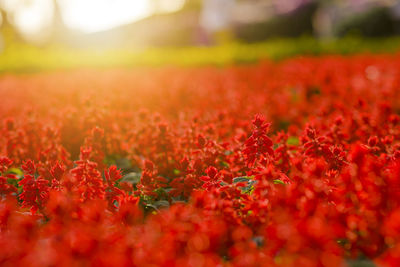Close-up of red flowering plants on field