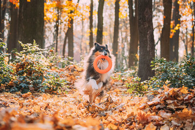 Dog running in forest