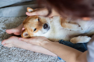 A woman petting a cute red dog shiba inu, lying on her feet. close-up. trust, calm, care