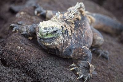 Closeup of marine iguana amblyrhynchus cristã tus staring into camera in galapagos islands, ecuador.