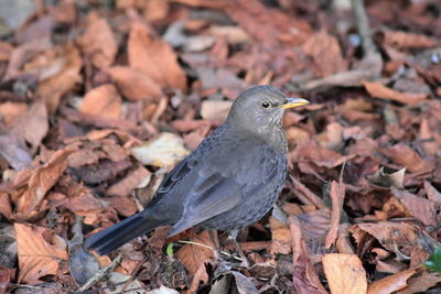 Close-up of bird perching outdoors